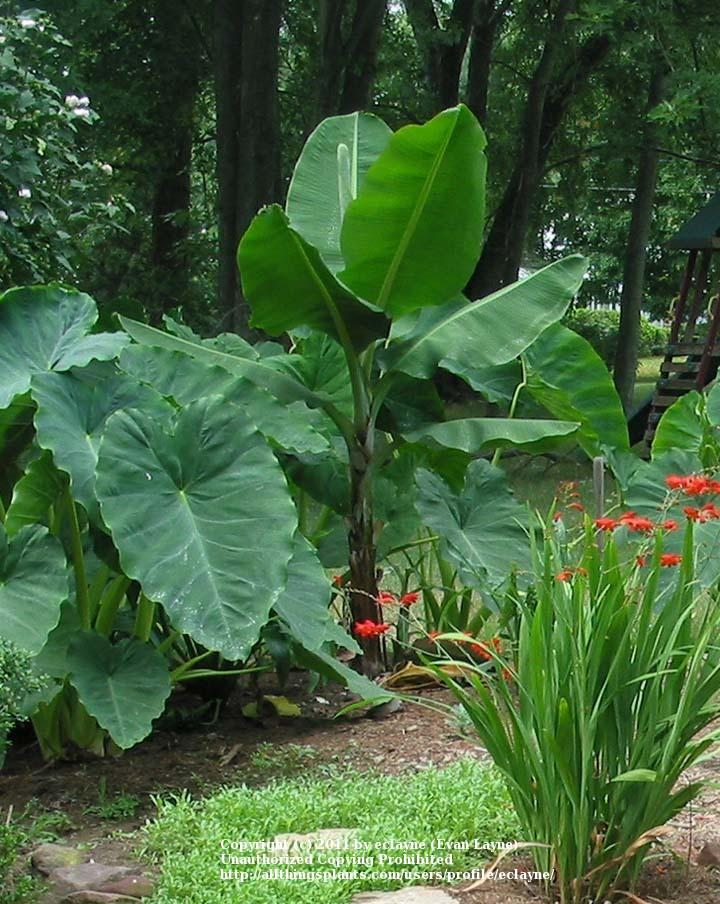Bananas Plant Care and Collection of Varieties