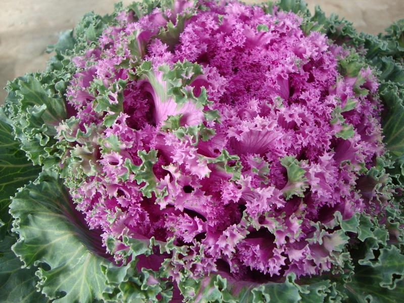 Brassicas Plant Care and Collection of Varieties