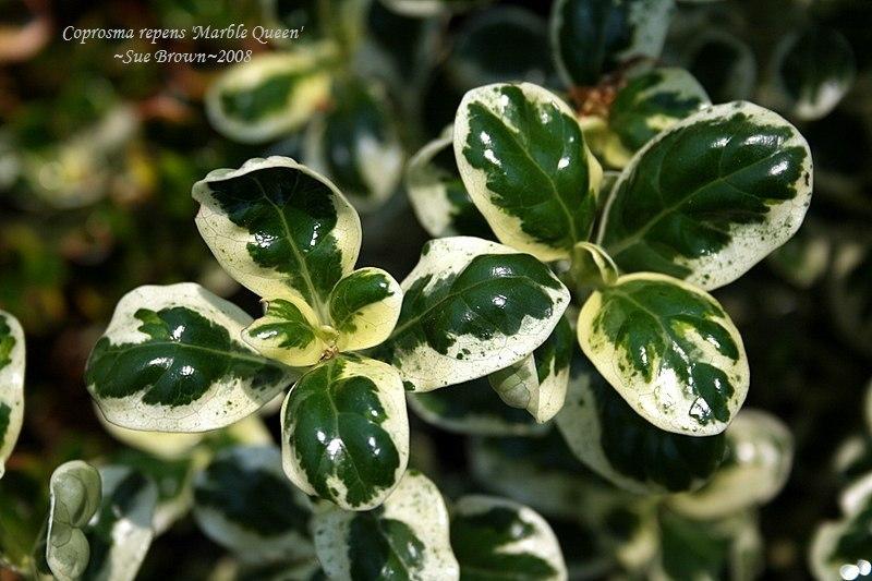 Mirror Bush (Coprosma repens 'Marble Queen')