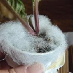 2011-10-21/threegardeners/938908