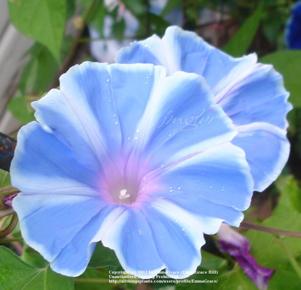 Photo of the bloom of Mt.Fuji Japanese Morning Glory (Ipomoea 'Fuji no