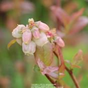 Location: Pacific Northwest zone 8Date: Apr 27, 2011