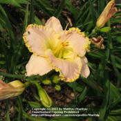 Location: Valley of the Daylilies in Lebanon, OH. Home of Dan and Jackie BachmanDate: 2005-07-07