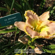 Location: Valley of the Daylilies in Lebanon, OH. Home of Dan and Jackie BachmanDate: 2005-07-09