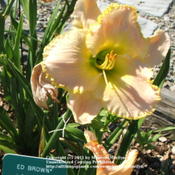 Location: Valley of the Daylilies in Lebanon, OH. Home of Dan and Jackie BachmanDate: 2005-07-11