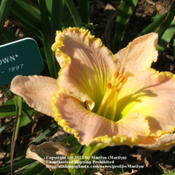 Location: Valley of the Daylilies in Lebanon, OH. Home of Dan and Jackie BachmanDate: 2005-07-11