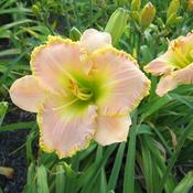 Location: Starkey,NYDate: 2011-07-12ED BROWN