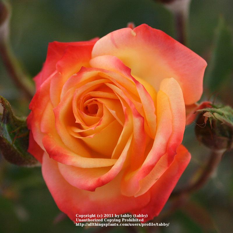 Rose (Rosa 'Dee in the Roses Database