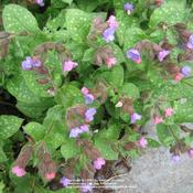 Location: my garden, Gent, BelgiumDate: 2006-04-15