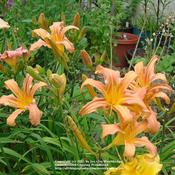 Location: Kalama, Wa.Date: 2010-07-11