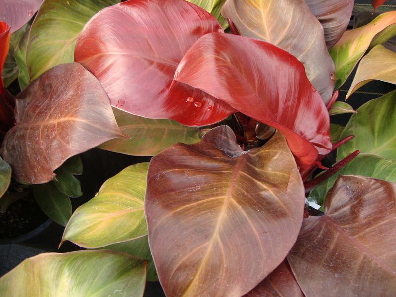 Philodendron Rojo Congo In The Philodendrons Database Garden Org