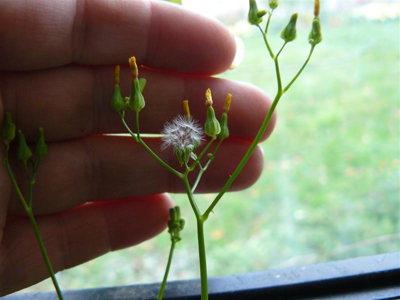 Photo of the seeds of Wild Lettuce (Lactuca virosa) posted by
