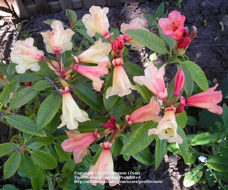 Rhododendron 'Jingle Bells' in the Rhododendrons Database