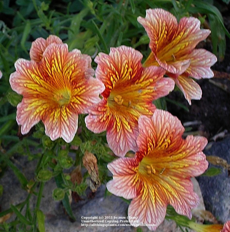 Photo of the bloom of Painted Tongue (Salpiglossis sinuata) posted by