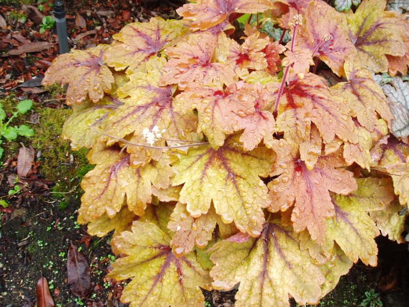 Foamy Bells Plant Care and Collection of Varieties