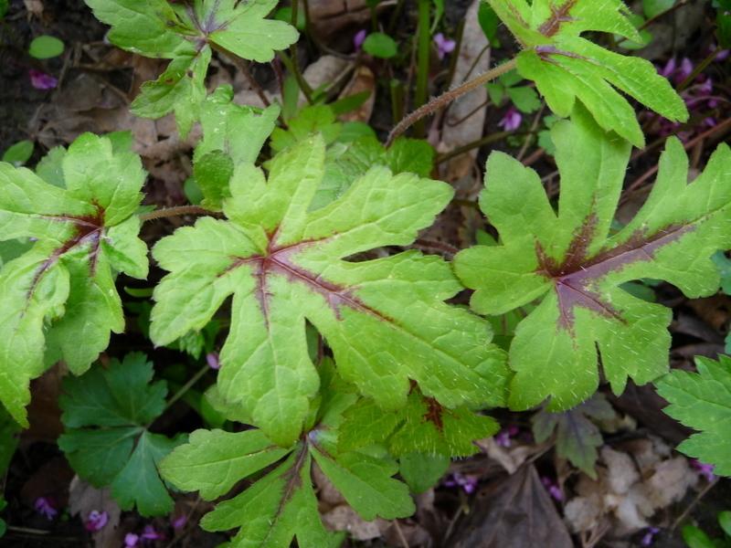 Photo of the leaves of Foamflower (Tiarella 'Pink Skyrocket') posted by