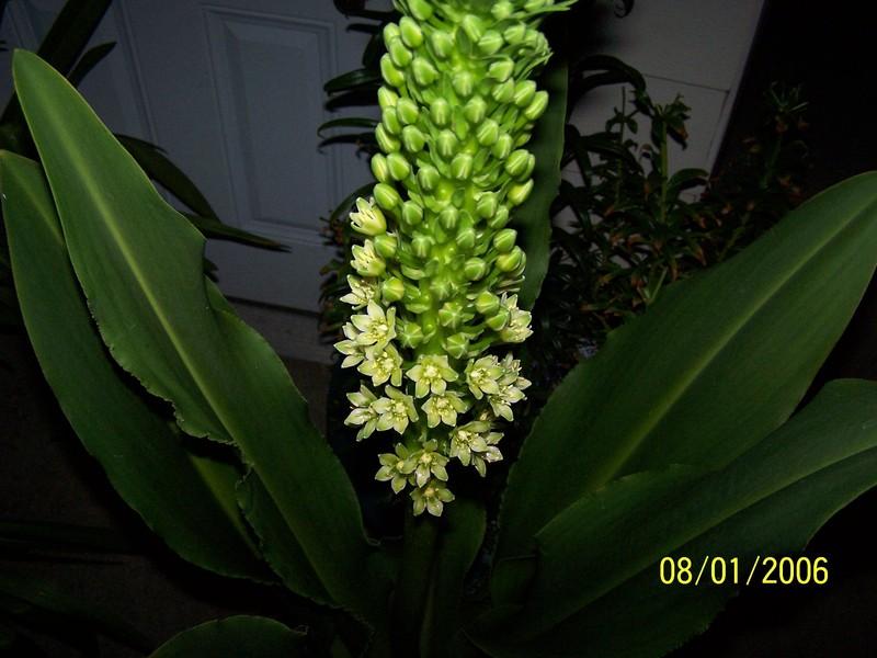 Photo of the bloom of Giant Pineapple Lily pallidiflora subsp