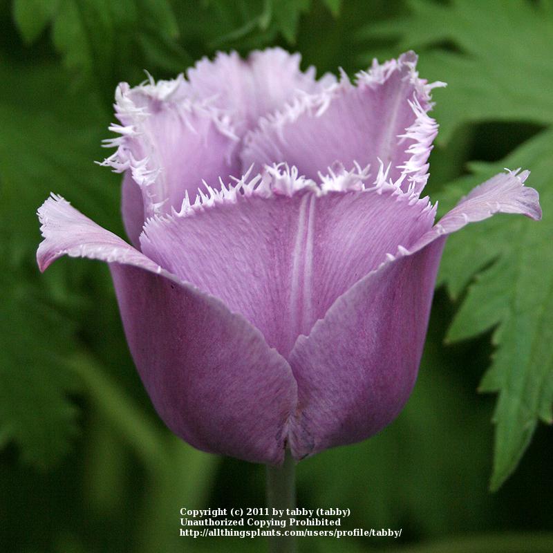 Fringed Tulip (Tulipa 'Blue Heron') in the Tulips Database