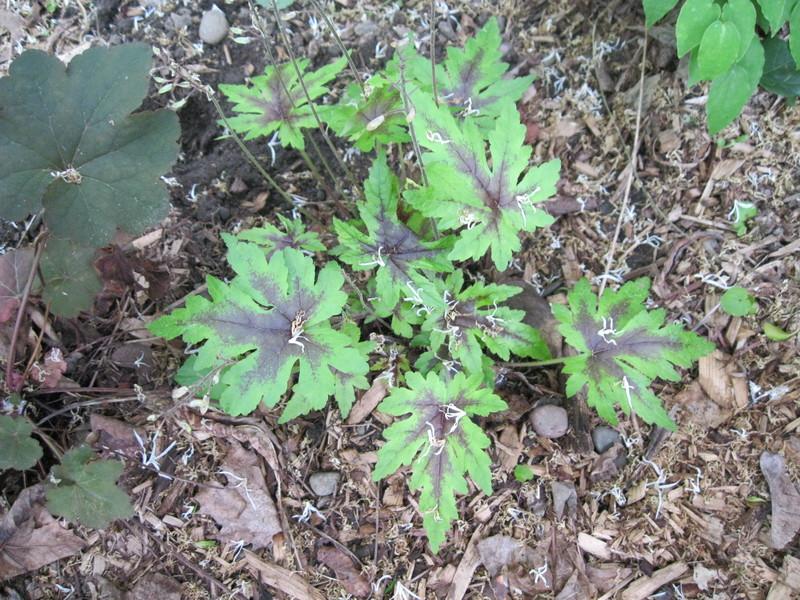 Photo of the entire plant of Allegheny Foamflower (Tiarella cordifolia