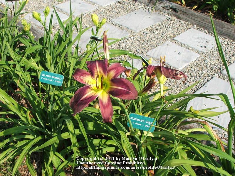 Photo of the entire plant of Daylily (Hemerocallis 'Starman's Quest
