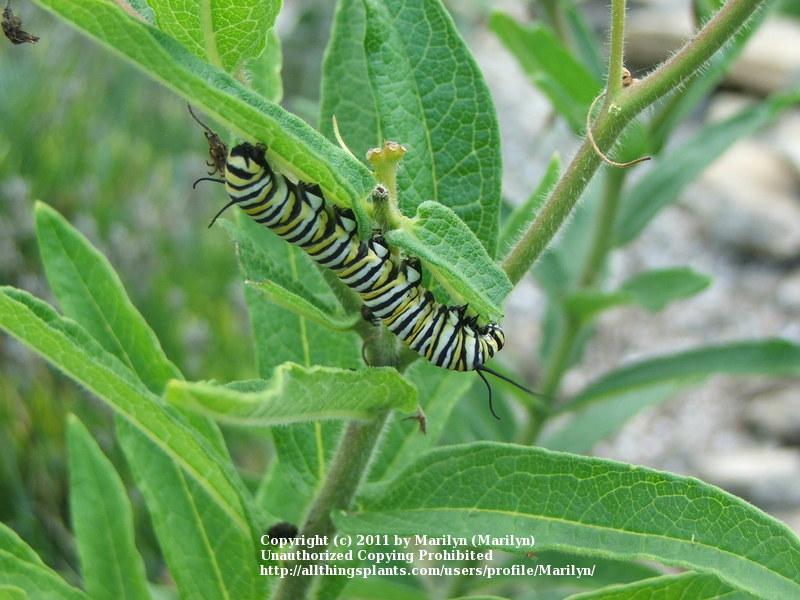 Photo of the leaves of Butterfly Weed (Asclepias tuberosa 'Gay
