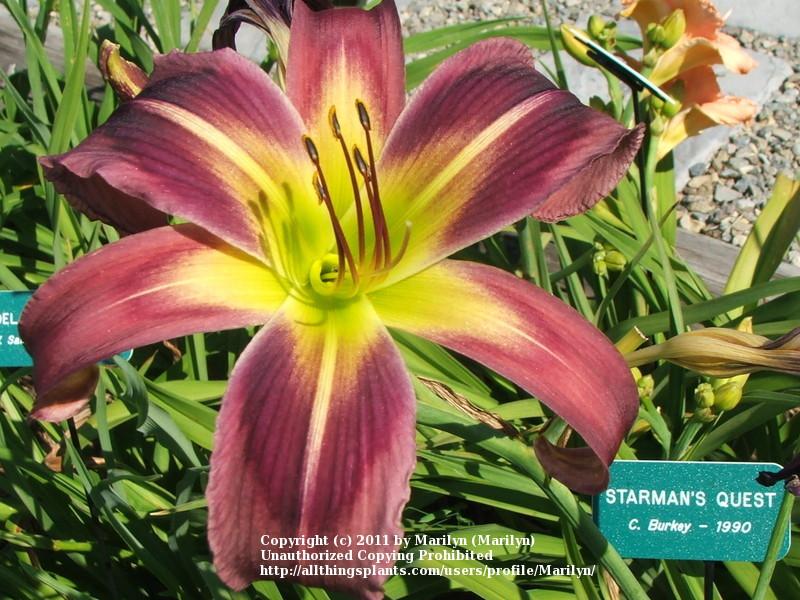 Photo of the bloom of Daylily (Hemerocallis 'Starman's Quest') posted
