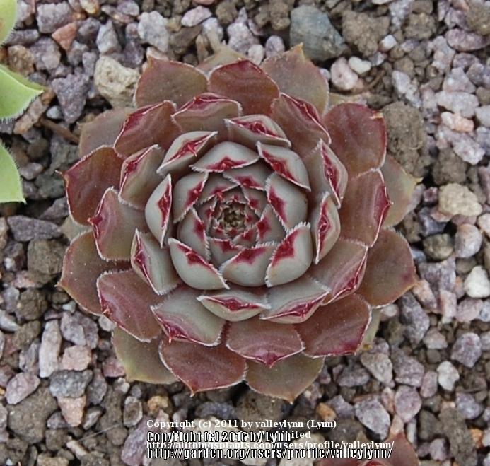 ピクルス　Ｔｏｐａｚ　（1）　　Sempervivum　センペルビブム Sempervivum 'Topaz' - Mountain Crest Gardens