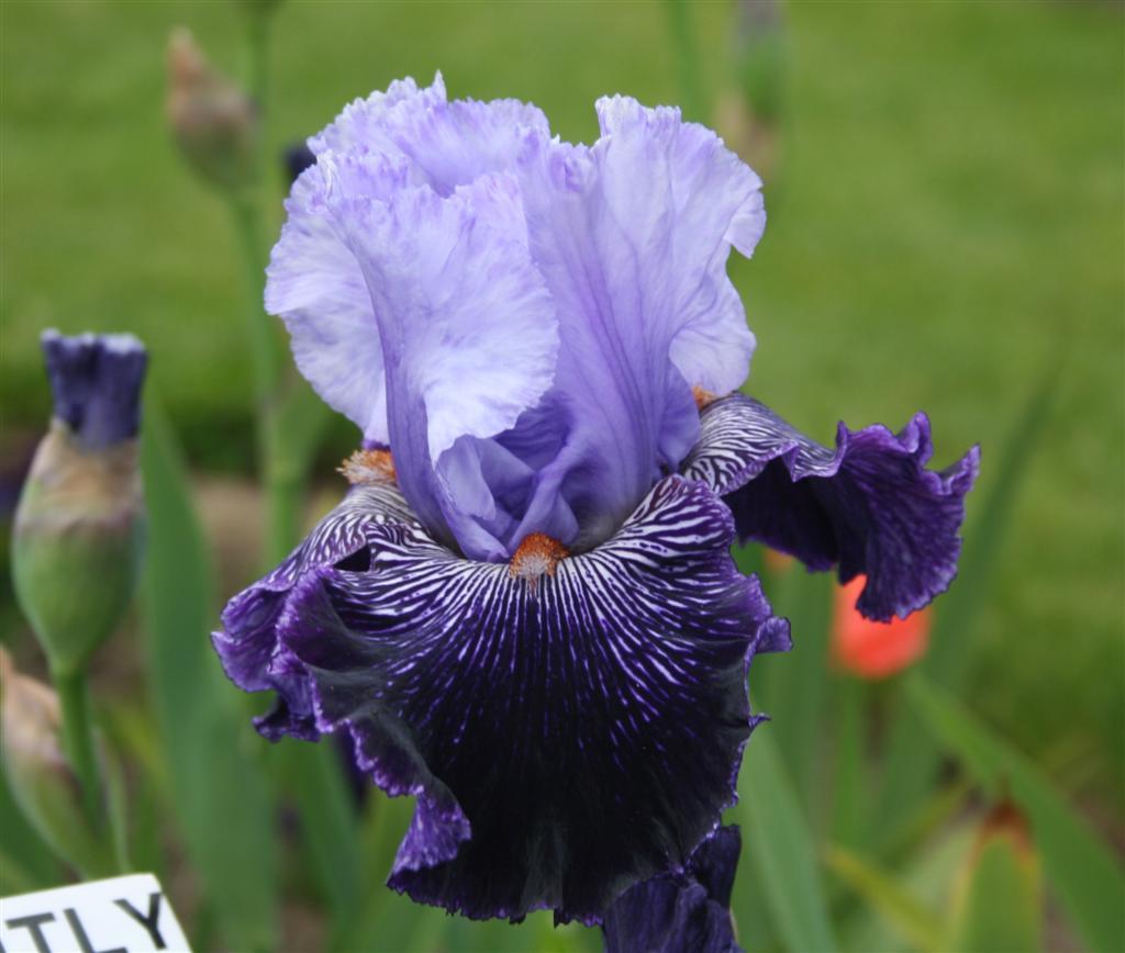 Tall Bearded Iris (Iris 'Strictly Jazz') in the Irises Database