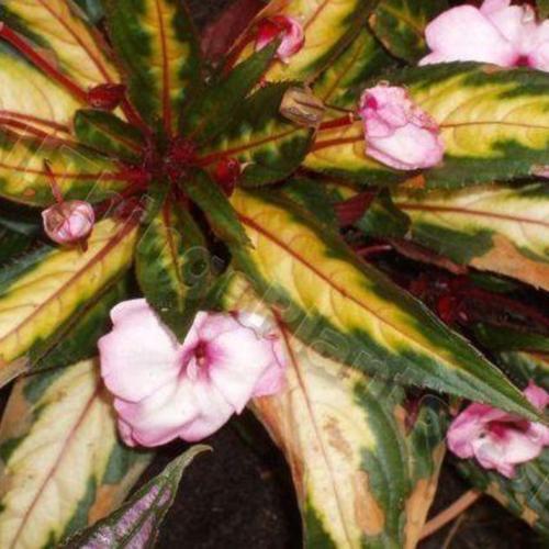 New Guinea Impatiens (Impatiens hawkeri Painted Paradise™ Lilac