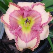 Photo courtesy of Bill Jarvis