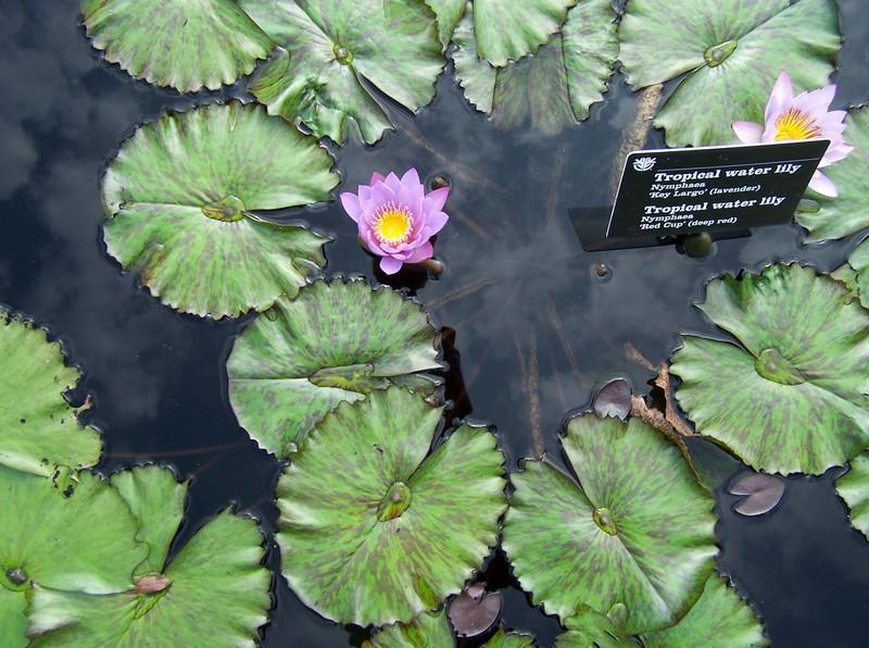 Tropical Day Blooming Viviparous Water Lily (Nymphaea 'Key Largo') in