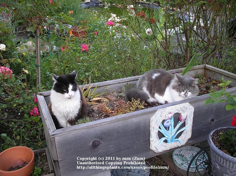 Pine Cones as catdeterents in Pine Cones Discourage Pests