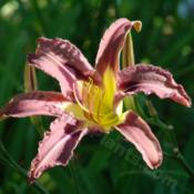 Location: Kalama, WaDate: 2011-08-11