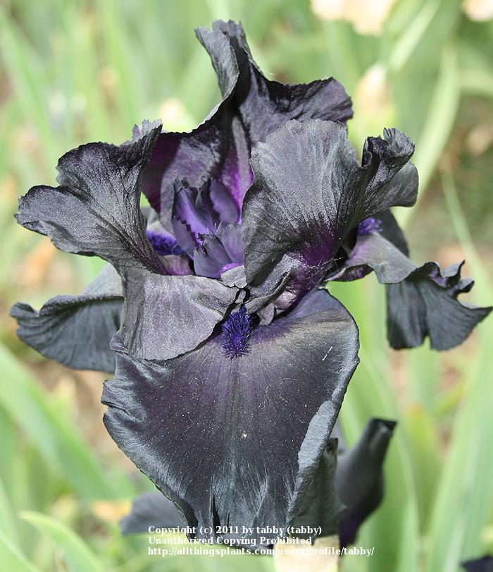 Photo of the bloom of Tall Bearded Iris (Iris ‘Black Suited’) posted by