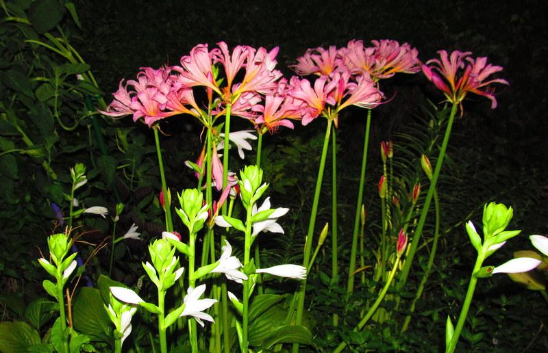 Surprise Lilies (Lycoris) Plant Care and Collection of Varieties