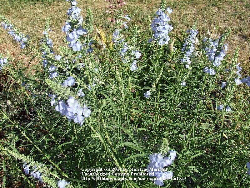 Photo of the bloom of Blue Sage (Salvia azurea 'Nekan') posted by