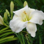 Location: Kalama, WaDate: 2009-07-08