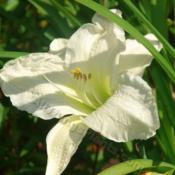 Location: Kalama, WaDate: 2009-07-03