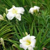 Location: Kalama, WaDate: 2009-07-08