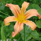 Location: Kalama, WaDate: 2009-07-25