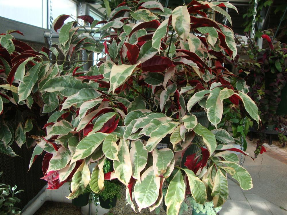 Photo of the entire plant of Chinese Croton (Excoecaria cochinchinensis