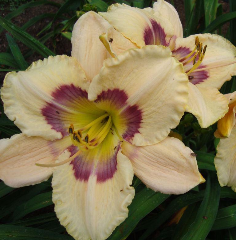 Daylily (Hemerocallis 'Lavender Rainbow') in the Daylilies Database