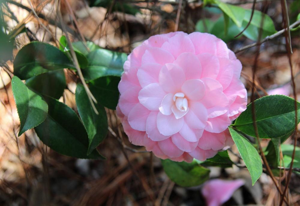 Camellia (Camellia japonica 'Miss Bessie Beville') in the Camellias