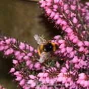 Location: my garden, Gent, BelgiumDate: 2011-03-25Great food source for bees! :)