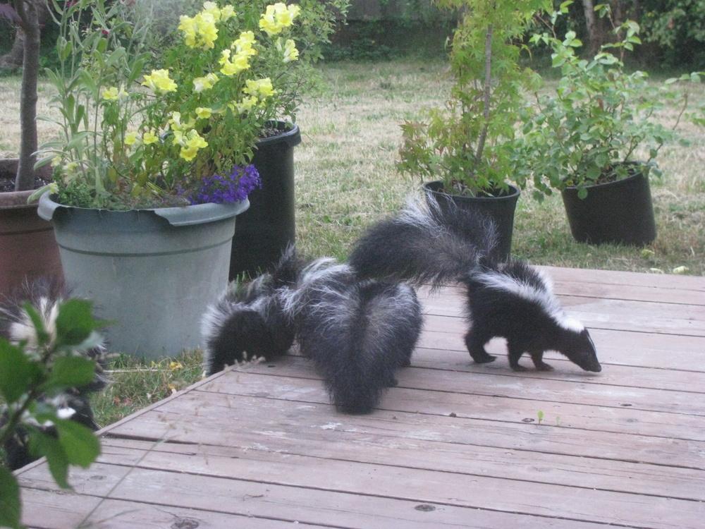 Squirrels eating lily buds? in the Lilies forum