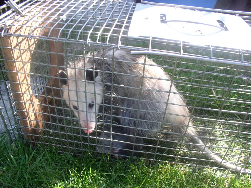 Squirrels eating lily buds? in the Lilies forum