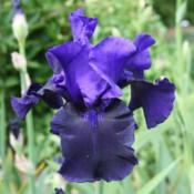 Location: Schreiner's Iris GardenDate: 2011-05-20