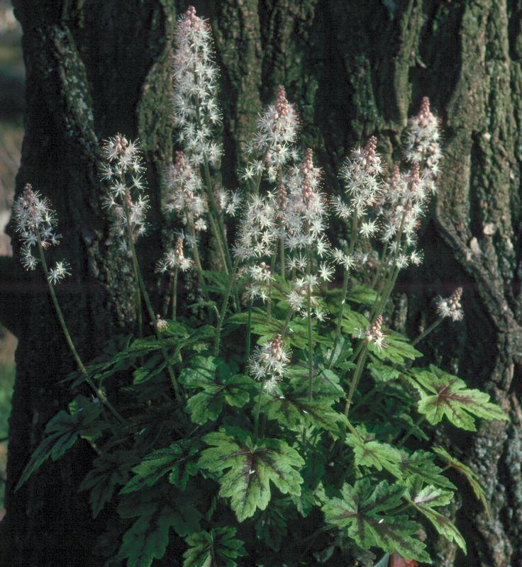 Photo of the entire plant of Allegheny Foamflower (Tiarella cordifolia