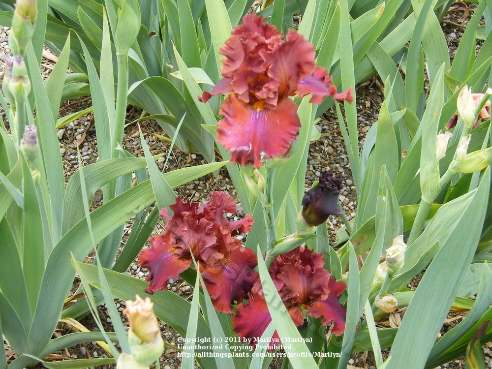 Photo of the closeup of buds, sepals and receptacles of Tall Bearded