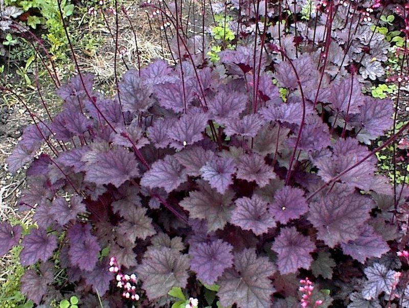 Coral Bells Plant Care and Collection of Varieties